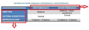 el cuadro comparativo